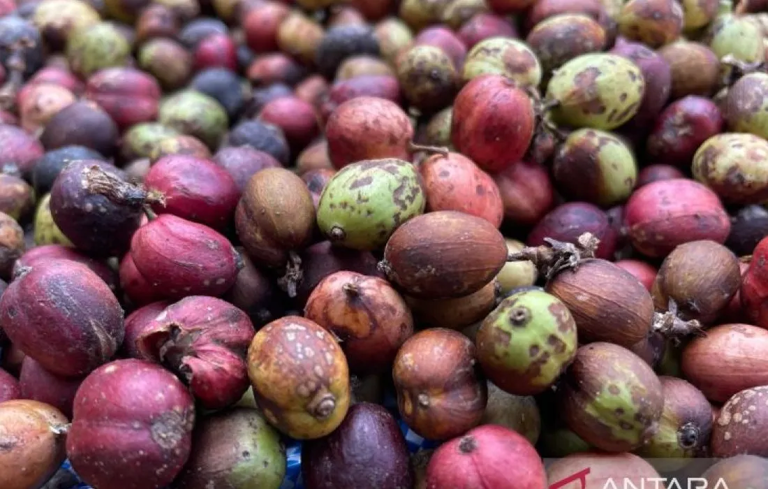 Petani kopi di Kuningan Jawa Barat sedang memanen buah kopi merah matang untuk didorong ekspor