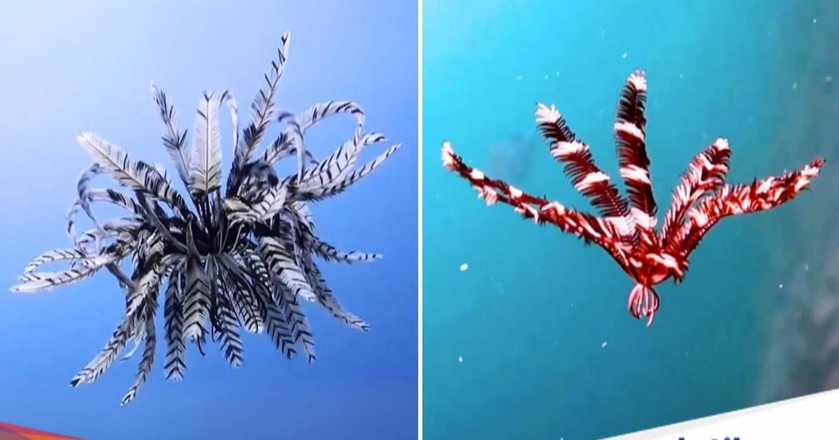 Crinoid, Fosil Hidup 500 Juta Tahun yang Mirip Tumbuhan